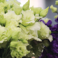 Lisianthus Voyage 2 Green F1 Seed