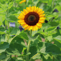 Sunflower Rayo De Sol F1 Seed