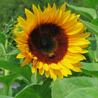 Sunflower Rayo De Sol F1 Seed