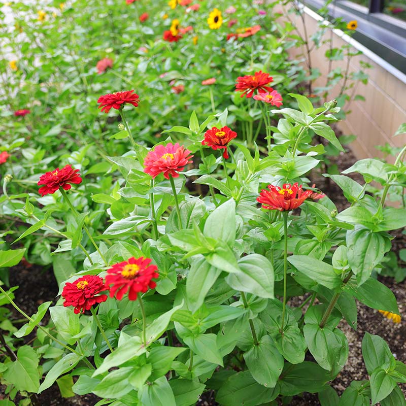 Zinnia Berry Tart Mix Seed