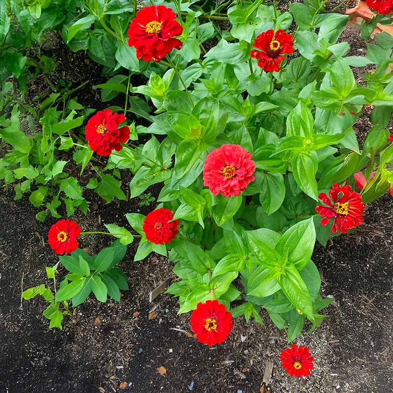 Zinnia Berry Tart Mix Seed