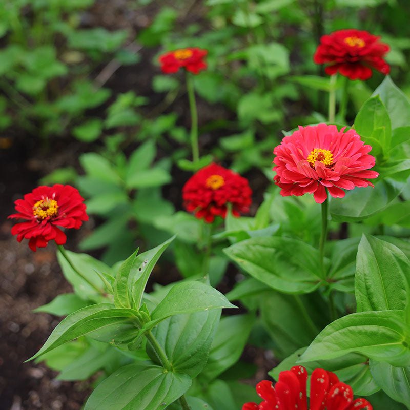 Zinnia Berry Tart Mix Seed