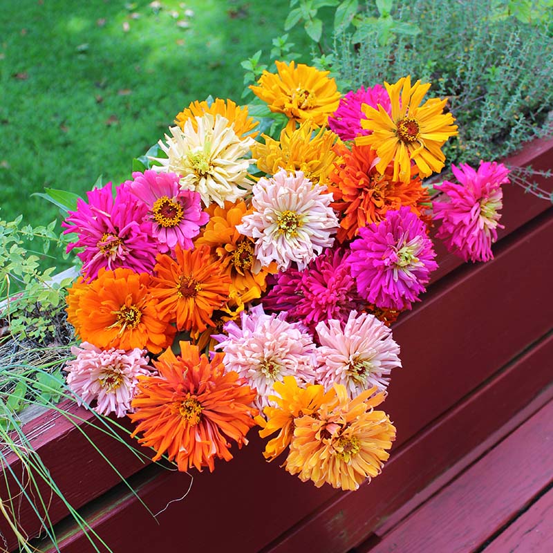 Zinnia Chrysanthemum Mix Seed