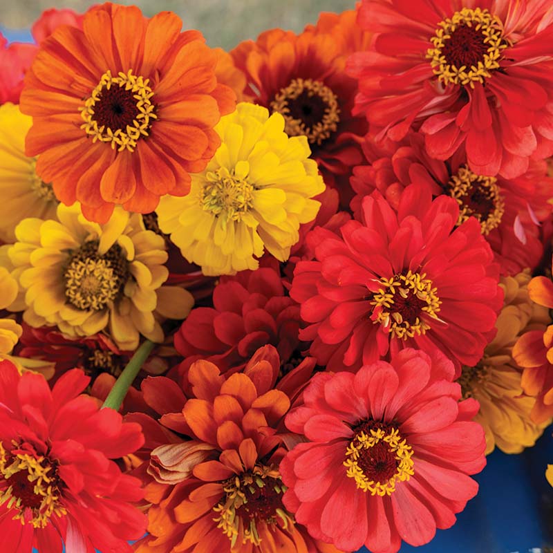 Zinnia Fruity Beauty Mix Seed