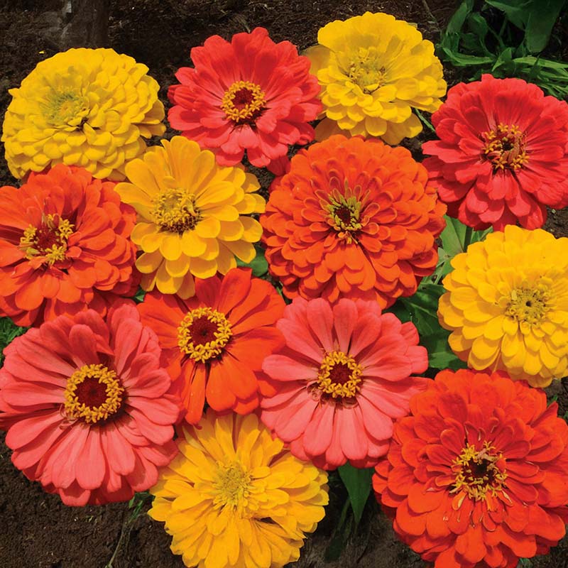 Zinnia Fruity Beauty Mix Seed