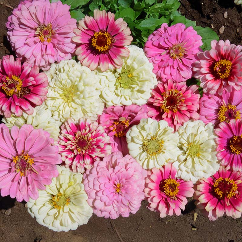 Zinnia Strawberry Parfait Mix Seed