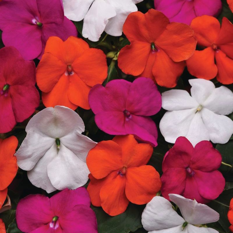 Impatiens Beacon Mix Lindau F1 Seed