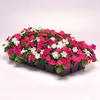 Impatiens Beacon Mix Portland F1 Seed