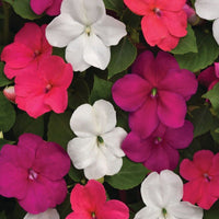 Impatiens Beacon Mix Portland F1 Seed