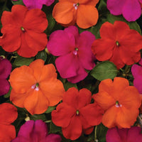 Impatiens Beacon Mix Sanibel F1 Seed