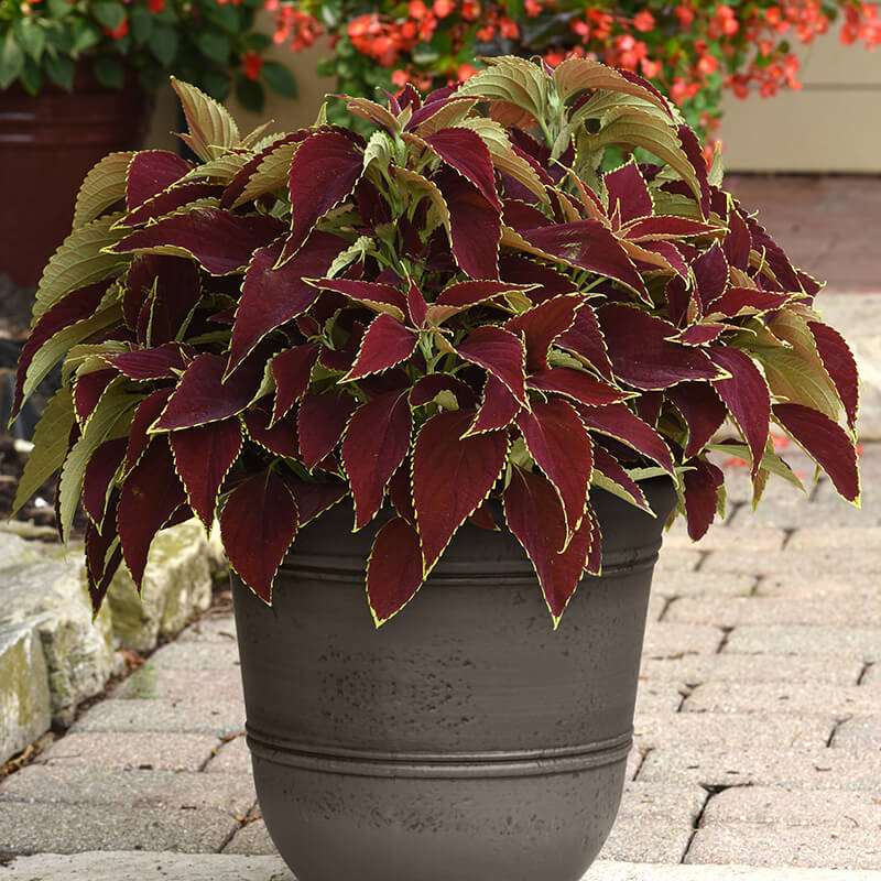 Coleus Premium Sun Ruby Heart  Seed