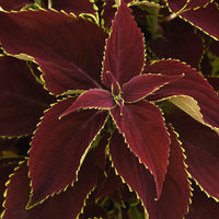 Coleus Premium Sun Ruby Heart  Seed