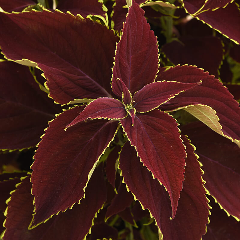 Coleus Premium Sun Ruby Heart  Seed