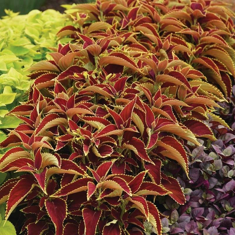 Coleus Premium Sun Ruby Heart  Seed