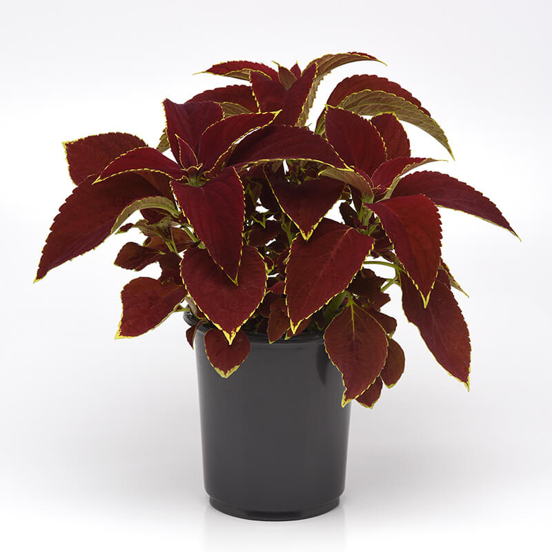 Coleus Premium Sun Ruby Heart  Seed