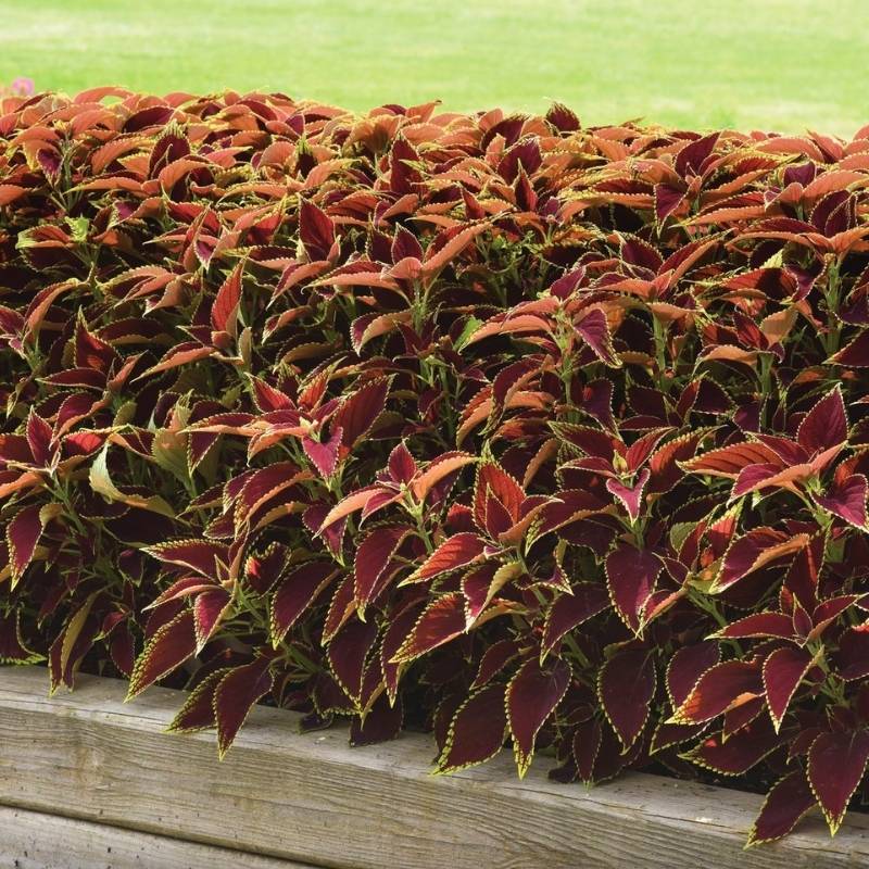 Coleus Premium Sun Ruby Heart  Seed