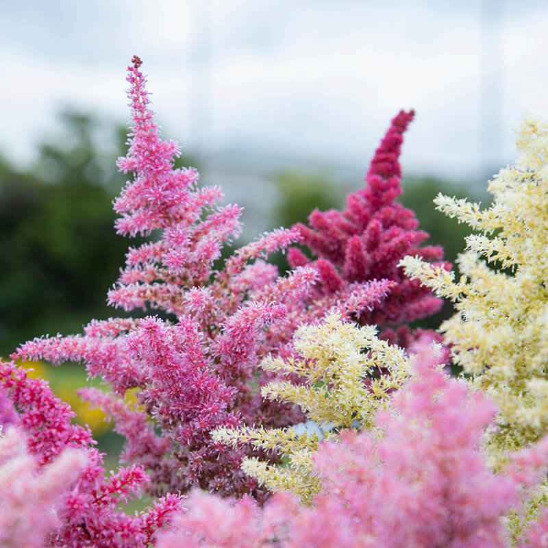 Astilbe Rhapsody F1 Seed