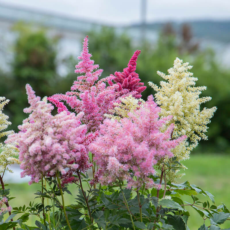 Astilbe Rhapsody F1 Seed