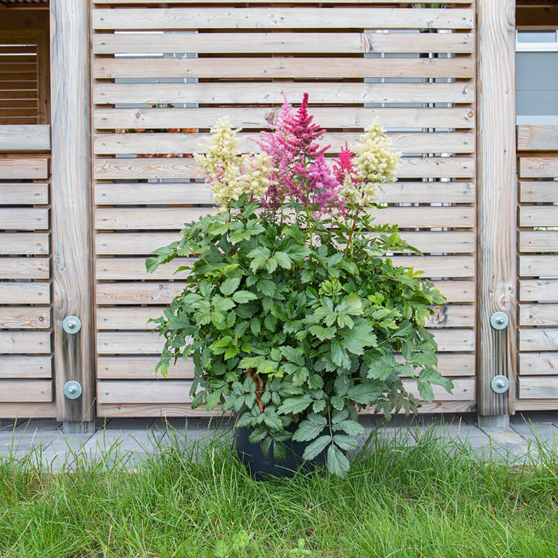 Astilbe Rhapsody F1 Seed