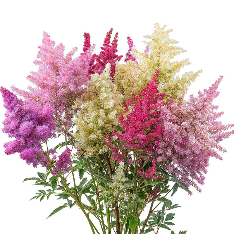 Astilbe Rhapsody F1 Seed