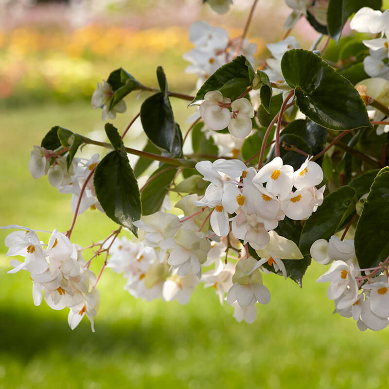 Begonia Dragon Wing White F1 Seed