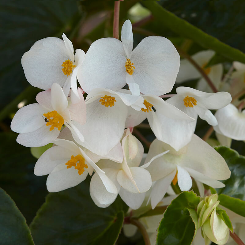 Begonia Dragon Wing White F1 Seed