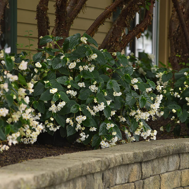 Begonia Dragon Wing White F1 Seed