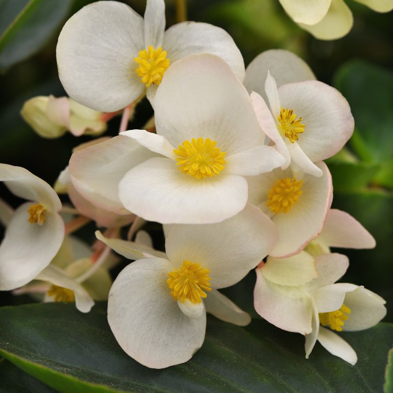 Begonia Dragon Wing White F1 Seed