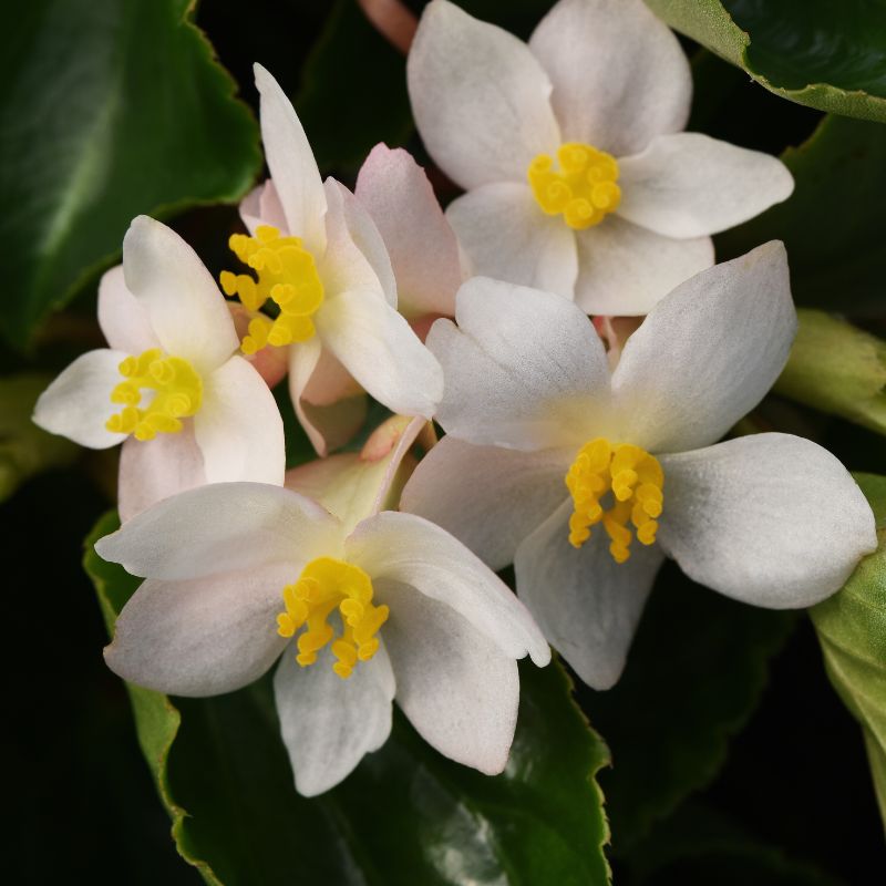 Begonia Dragon Wing White F1 Seed