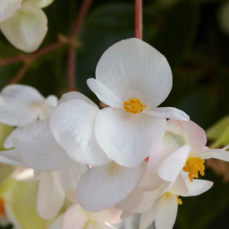 Begonia Dragon Wing White F1 Seed