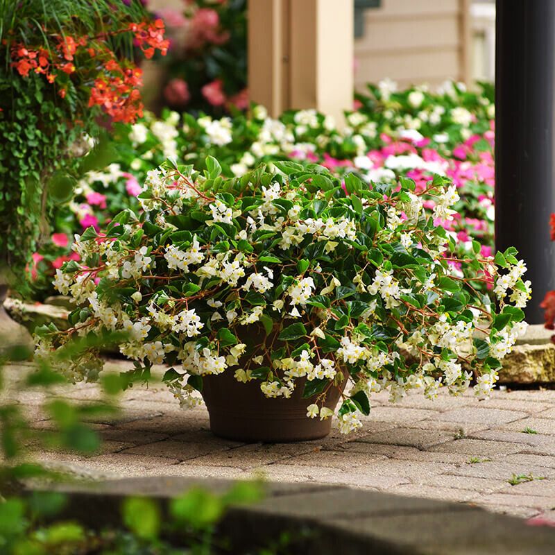 Begonia Hula Blush F1 Seed