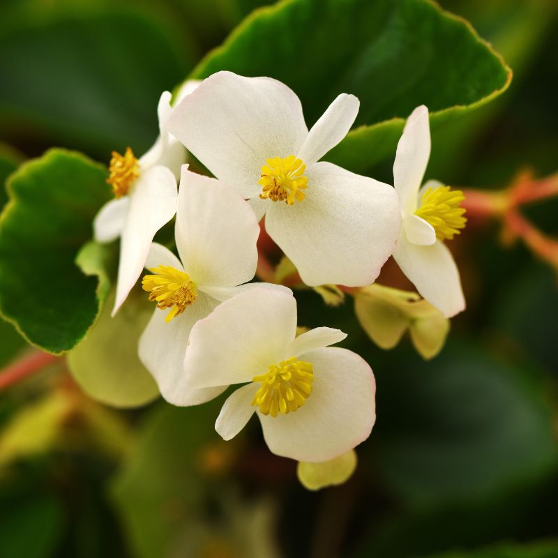 Begonia Hula Blush F1 Seed