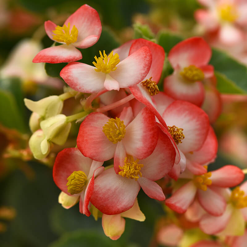 Begonia Hula Red White Bicolor F1 Seed