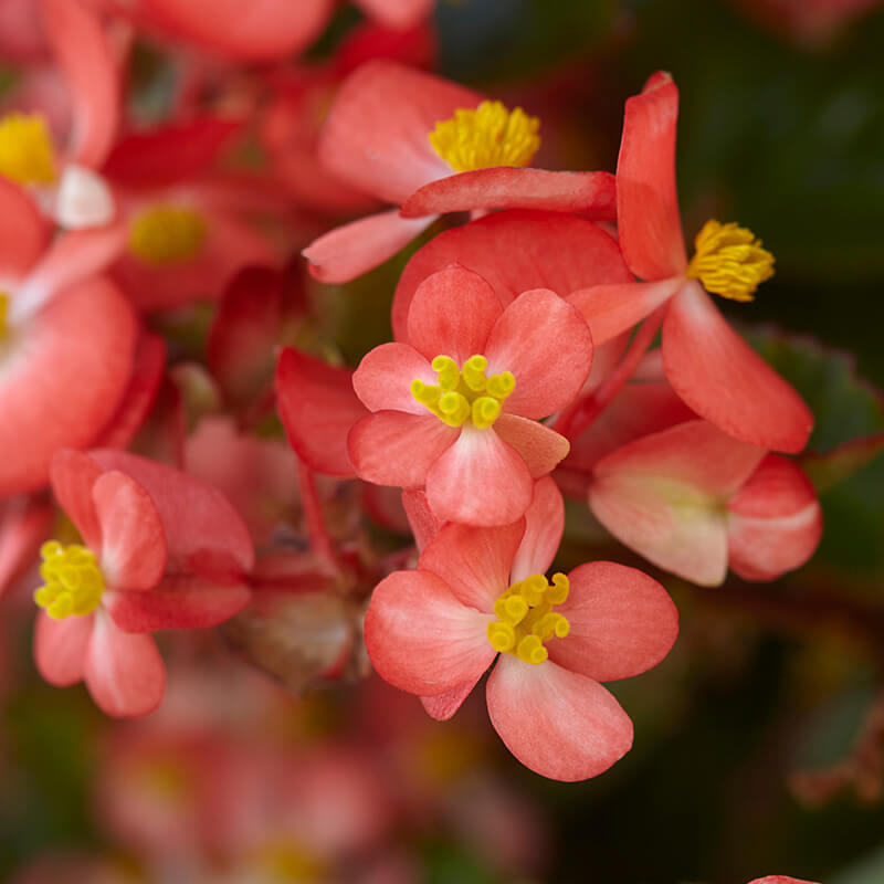 Begonia Hula Red White Bicolor F1 Seed