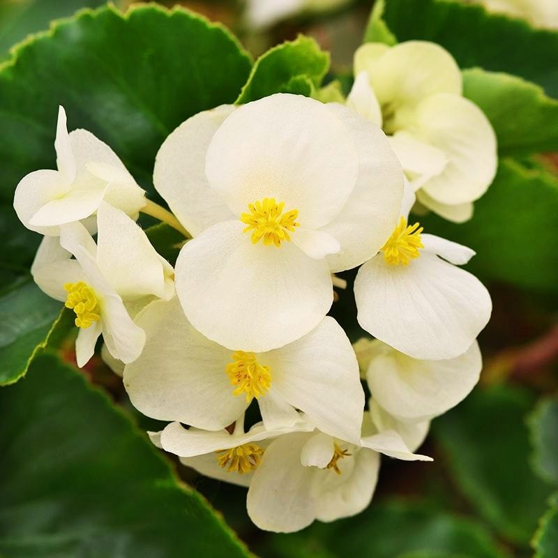 Begonia Megawatt Green Leaf White F1 Seed