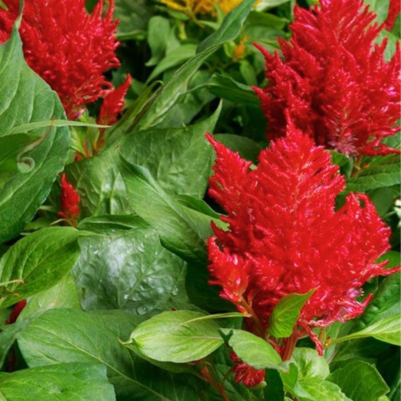 Celosia Flamma Bright Red  Seed