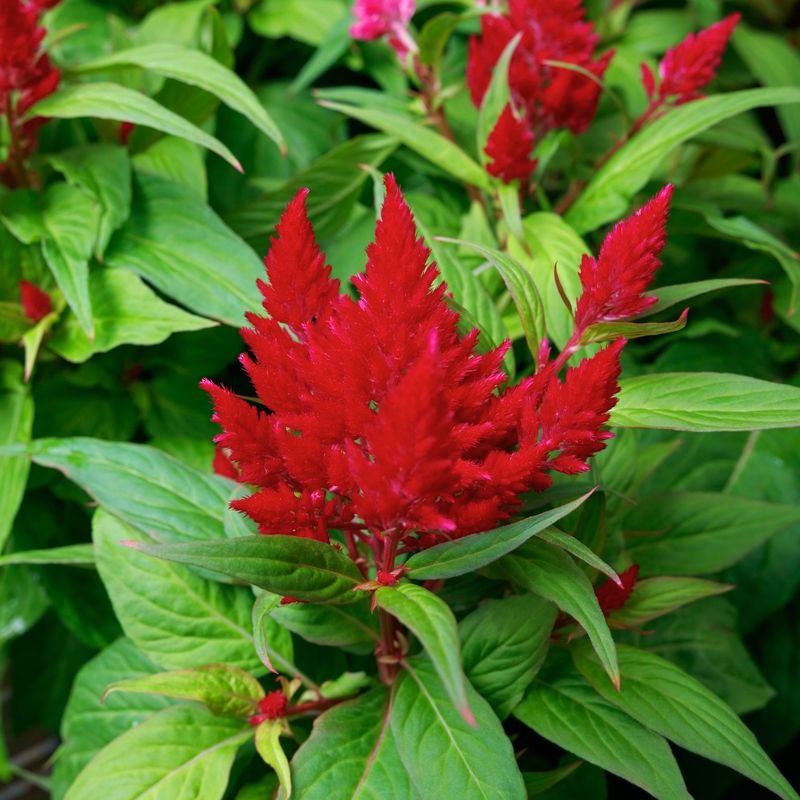 Celosia Flamma Bright Red  Seed