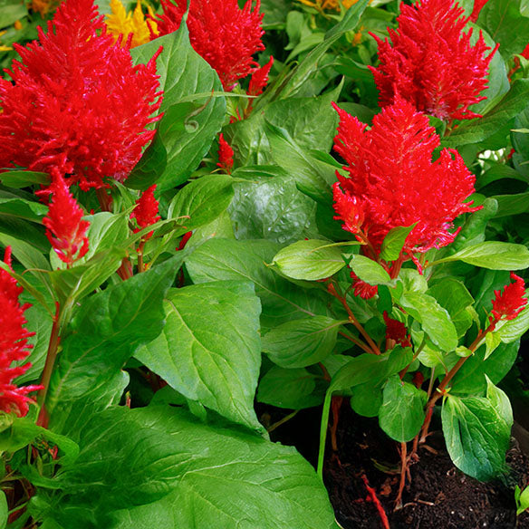 Celosia Flamma Bright Red  Seed