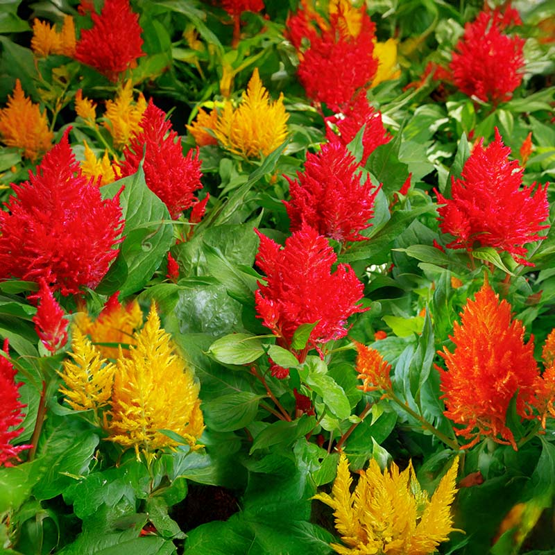 Celosia Flamma Mix  Seed