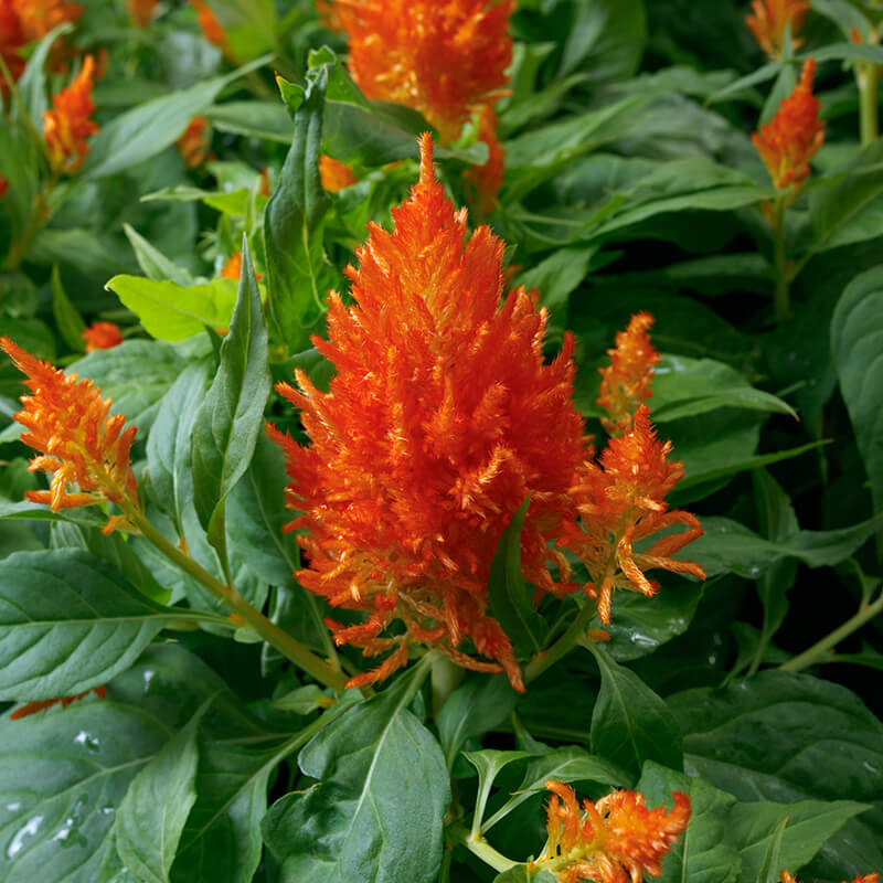 Celosia Flamma Orange  Seed