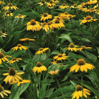 Echinacea Artisan Yellow Ombre F1 Seed