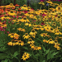 Echinacea Artisan Yellow Ombre F1 Seed