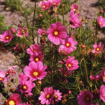 Cosmos Versailles Dark Rose Seed