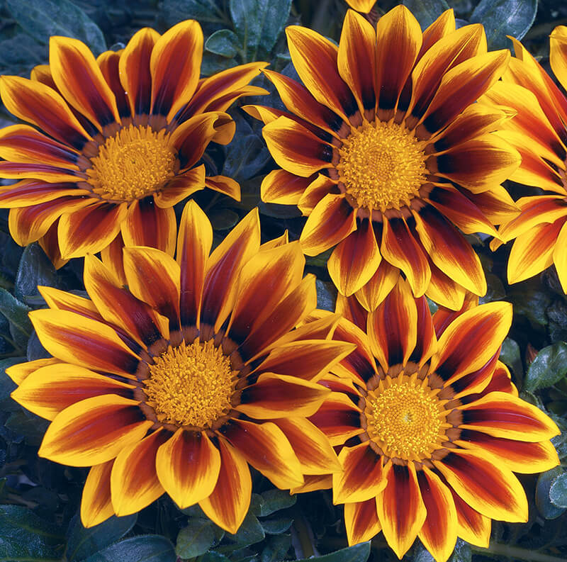 Gazania Kiss Golden Flame F1 Seed