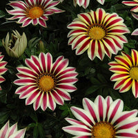 Gazania Kiss White Flame F1 Seed