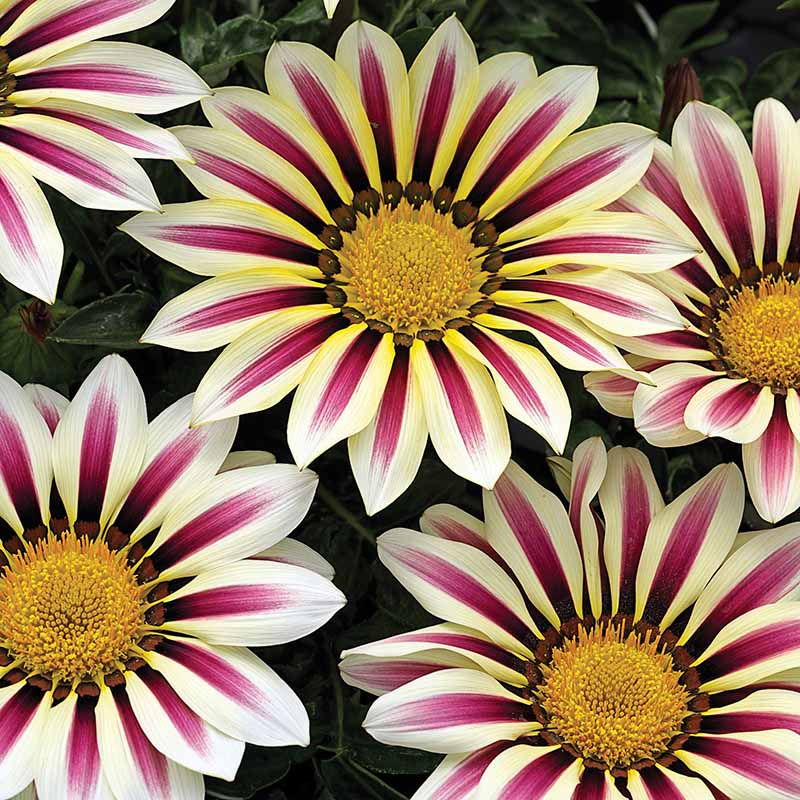 Gazania Kiss White Flame F1 Seed