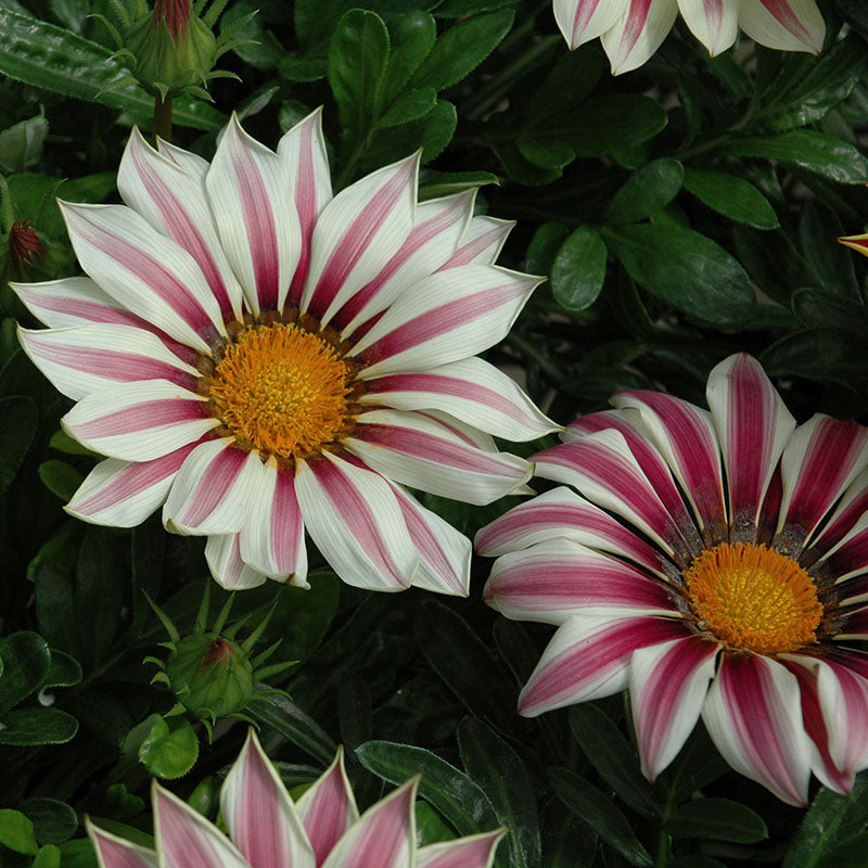 Gazania Kiss White Flame F1 Seed