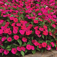 Impatiens Solarscape Magenta Bliss F1 Seed