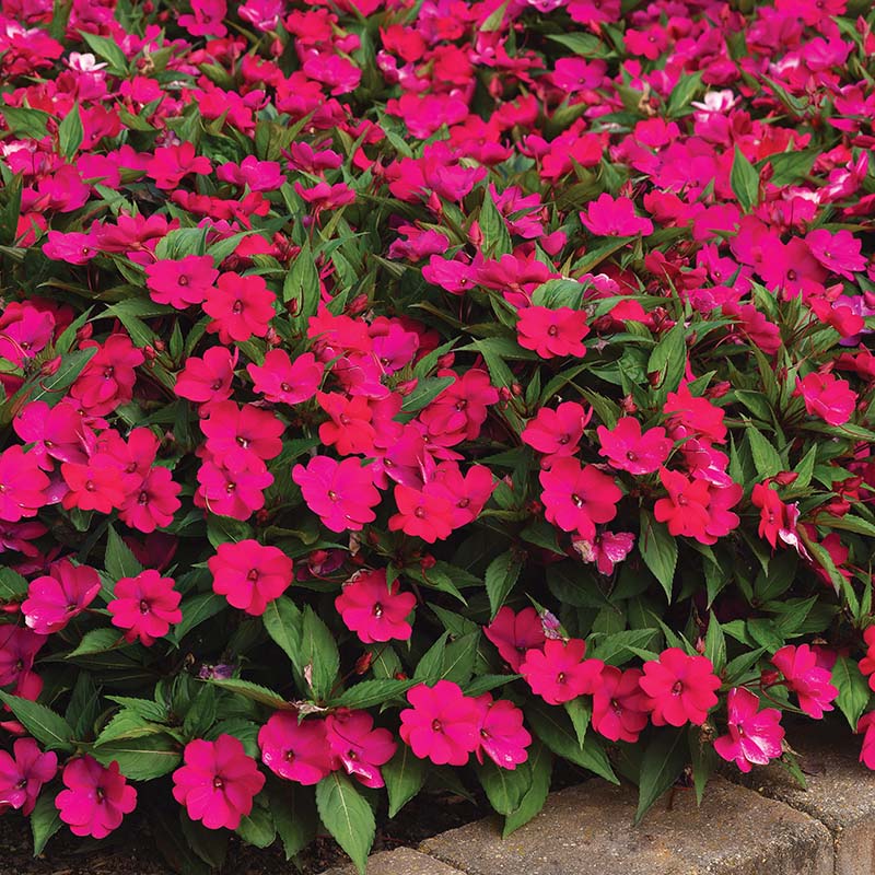 Impatiens Solarscape Magenta Bliss F1 Seed