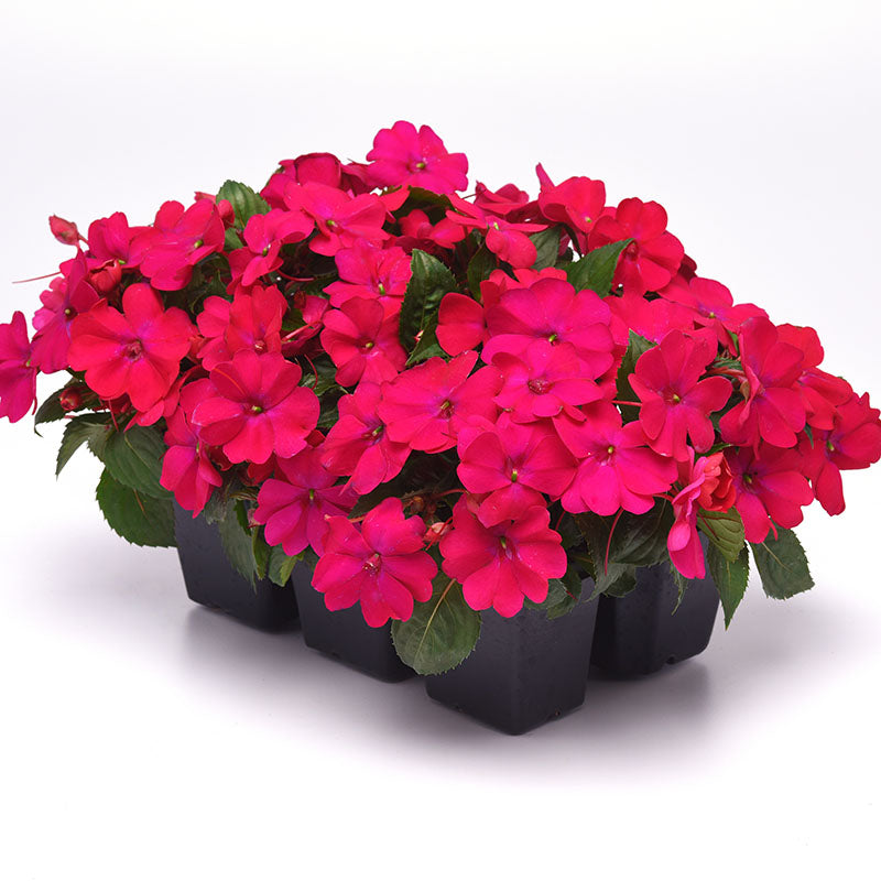 Impatiens Solarscape Magenta Bliss F1 Seed